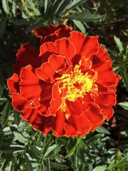 Tagetes