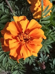 Tagetes