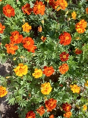 Tagetes