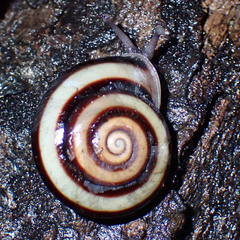 Austrocamaena ricnattrassi