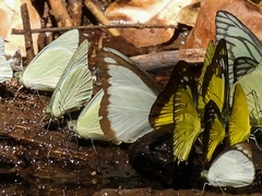 Appias lyncida