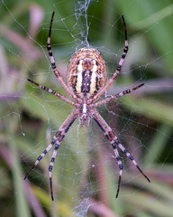 Argiope bruennichi