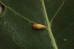 Choreutis nemorana