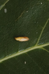 Choreutis nemorana