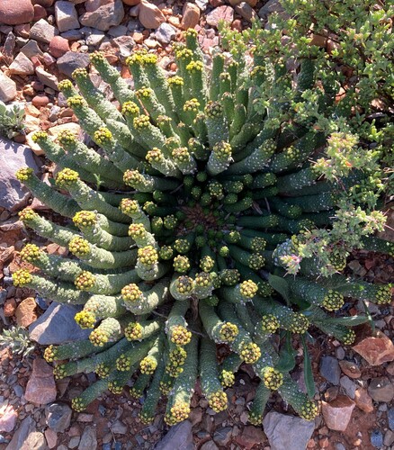 Image of Euphorbia colliculina by (c) Justin Ponder, some rights reserved (CC BY)