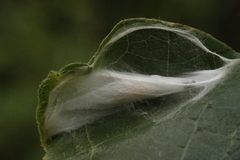 Choreutis nemorana