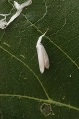 Choreutis nemorana