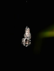 Sandalodes bipenicillatus