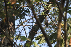 Cyornis unicolor