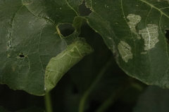 Choreutis nemorana