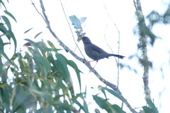 Turdus chiguanco
