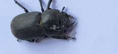 Dorcus parallelipipedus