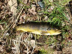 Salmo trutta fario