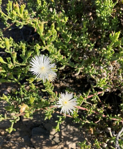 Mesembryanthemum splendens