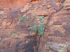 Goodenia grandiflora
