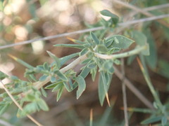 Genista anglica