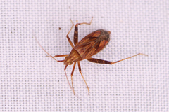 Phytocoris varipes