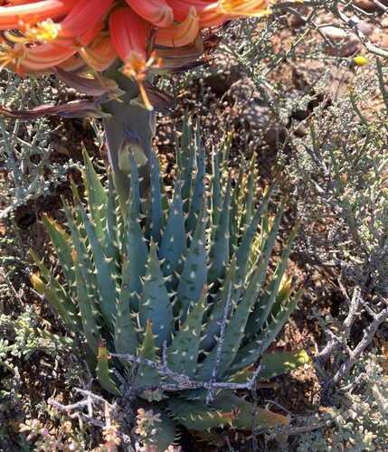 Image of Aloe longistyla by (c) Justin Ponder, some rights reserved (CC BY)
