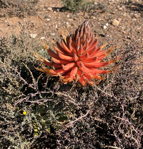 Image of Aloe longistyla by (c) Justin Ponder, some rights reserved (CC BY)