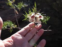 Pandorea doratoxylon