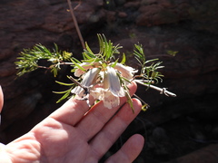 Pandorea doratoxylon