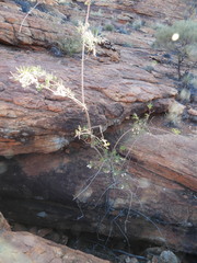 Pandorea doratoxylon