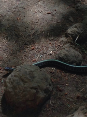 Thamnophis sirtalis concinnus