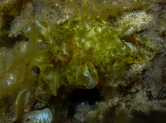 Aplysia reticulata