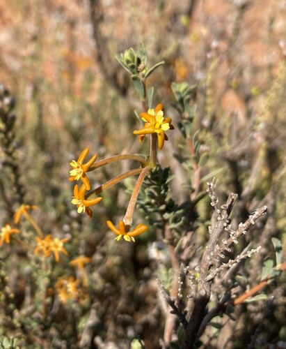 Image of Lasiosiphon deserticola by (c) Justin Ponder, some rights reserved (CC BY)