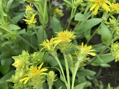 Oreochrysum parryi