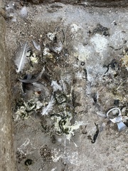 Columba livia domestica
