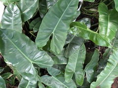 Philodendron burle-marxii