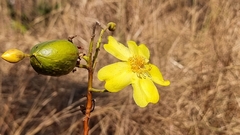 Cochlospermum gillivraei