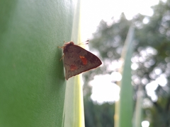 Euselasia thucydides