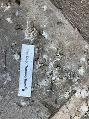 Columba livia domestica