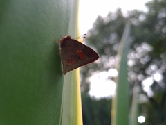 Euselasia thucydides