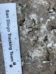 Columba livia domestica