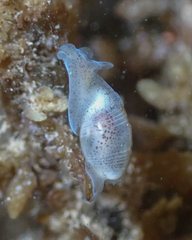 Atys semistriatus