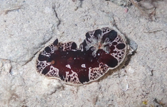 Platydoris dierythros