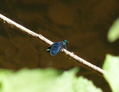Calopteryx virgo
