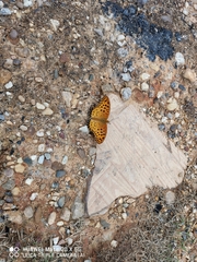Argynnis hyperbius