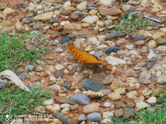 Argynnis hyperbius