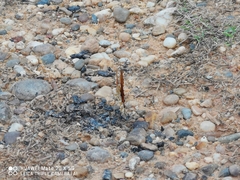 Argynnis hyperbius