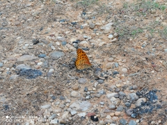 Argynnis hyperbius