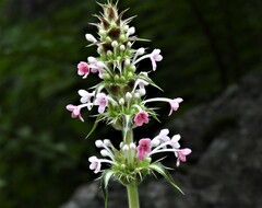 Morina longifolia