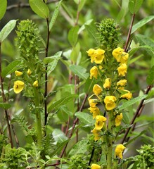 Pedicularis hoffmeisteri