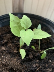 Magnoliopsida