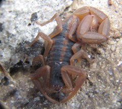 Centruroides ornatus