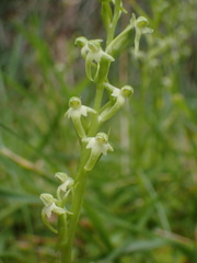 Platanthera devolii