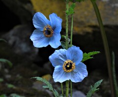 Meconopsis betonicifolia